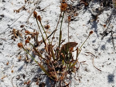 Xyris brevifolia, photographed by Arturo Santos