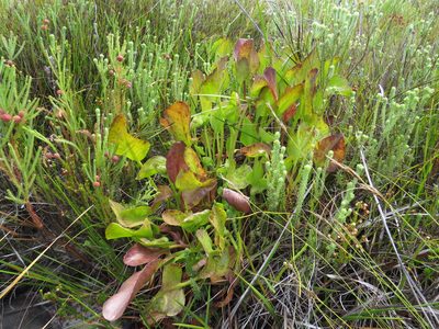 Villarsia goldblattiana, photographed by Jeremy Gilmore