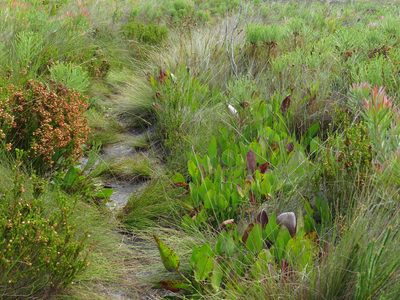 Villarsia goldblattiana, photographed by Jeremy Gilmore