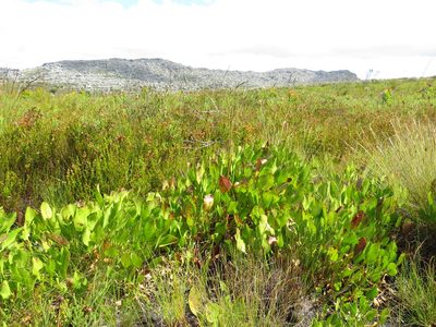 Villarsia goldblattiana, photographed by Jeremy Gilmore
