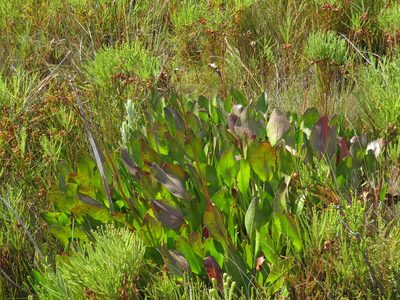 Villarsia goldblattiana, photographed by Jeremy Gilmore