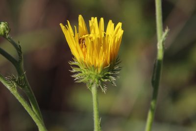 Berkheya setifera, photographed by Tony Rebelo