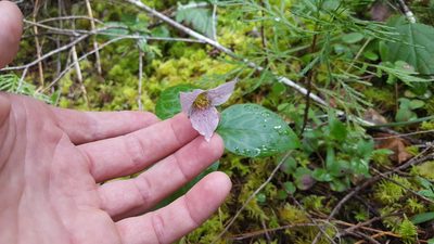 Pseudotrillium rivale, photographed by Amthinkia