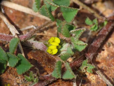 Medicago monspeliaca, photographed by Emanuele Santarelli