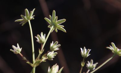 Alepidea peduncularis, photographed by Tony Rebelo