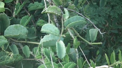 Cissus rotundifolia, photographed by Shaun Swanepoel