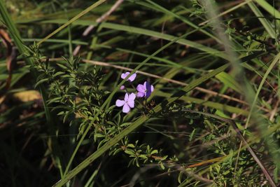 Jamesbrittenia grandiflora, photographed by Tony Rebelo