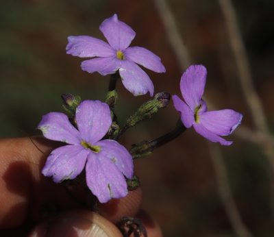Jamesbrittenia grandiflora, photographed by Tony Rebelo