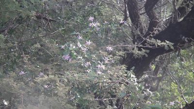 Solanum torreanum, photographed by Shaun Swanepoel