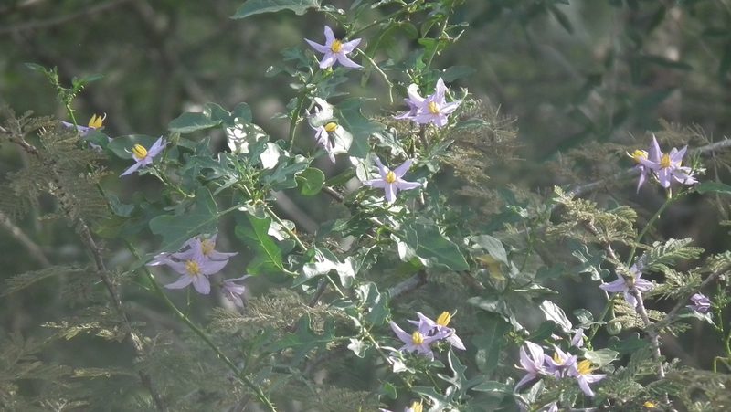 Solanum torreanum, photographed by Shaun Swanepoel