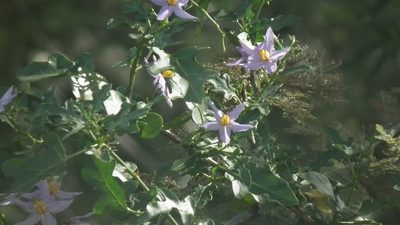 Solanum torreanum, photographed by Shaun Swanepoel