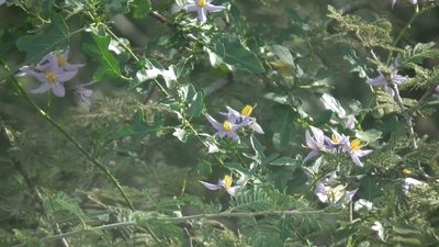 Solanum torreanum, photographed by Shaun Swanepoel