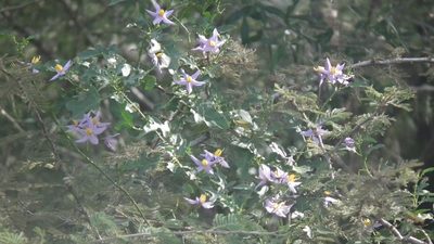 Solanum torreanum, photographed by Shaun Swanepoel