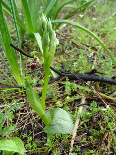 Ophrys umbilicata, photographed by Grzegorz Grzejszczak