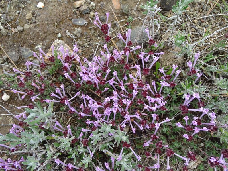 Thymus integer, photographed by Grzegorz Grzejszczak
