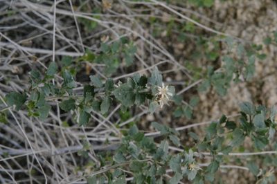 Brickellia desertorum, photographed by Eric Knight