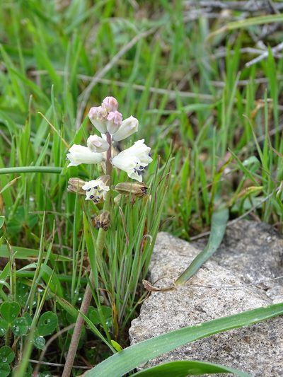 Bellevalia nivalis, photographed by Grzegorz Grzejszczak