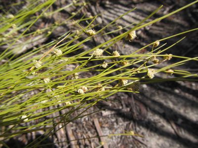 Ficinia minutiflora, photographed by douglaseustonbrown