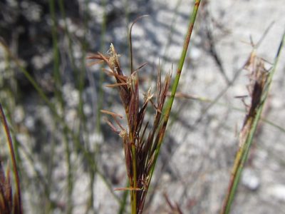 Schoenus exilis, photographed by douglaseustonbrown