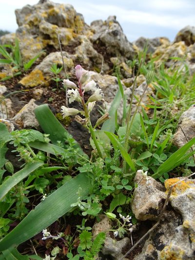 Bellevalia nivalis, photographed by Grzegorz Grzejszczak