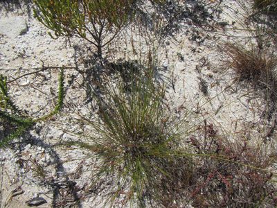 Schoenus exilis, photographed by douglaseustonbrown