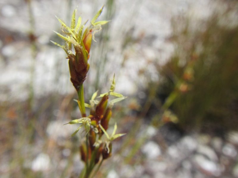 Tetraria pillansii, photographed by douglaseustonbrown