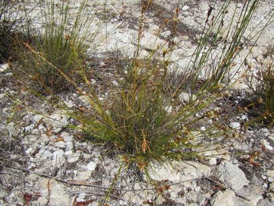 Tetraria pillansii, photographed by douglaseustonbrown