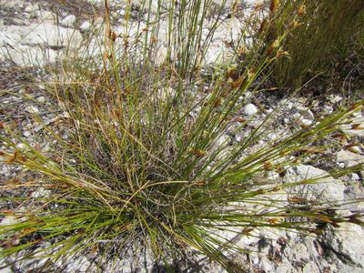 Tetraria pillansii, photographed by douglaseustonbrown