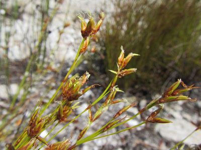 Tetraria pillansii, photographed by douglaseustonbrown