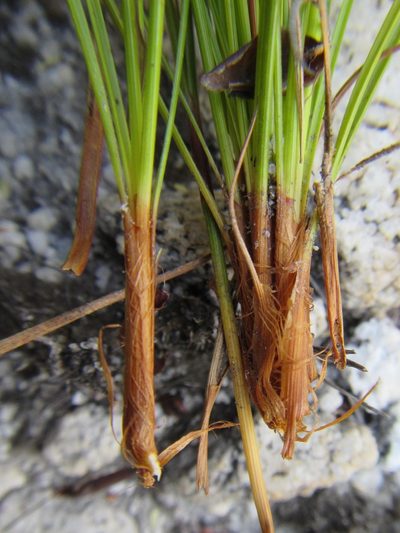 Tetraria pillansii, photographed by douglaseustonbrown