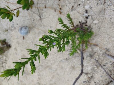 Stemodia maritima, photographed by stinger