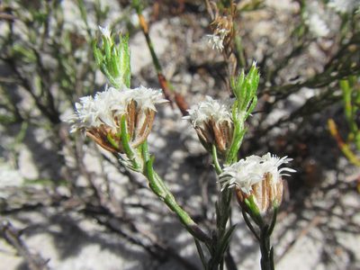 Metalasia quinqueflora, photographed by douglaseustonbrown