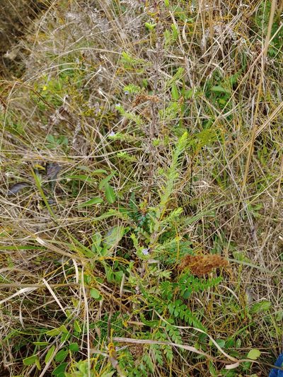 Stemodia maritima, photographed by stinger