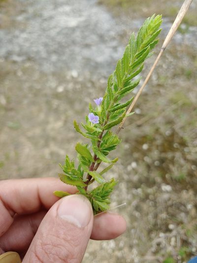Stemodia maritima, photographed by stinger