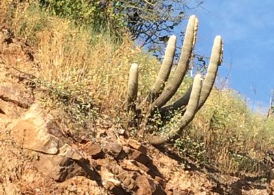 Espostoa melanostele, photographed by John G. Phillips