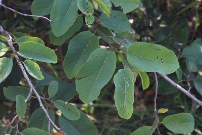 Annona senegalensis, photographed by Tony Rebelo