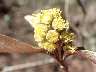 Croton alabamensis, photographed by John P Friel