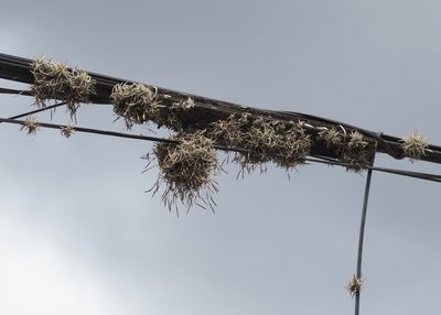 Tillandsia capillaris, photographed by John G. Phillips