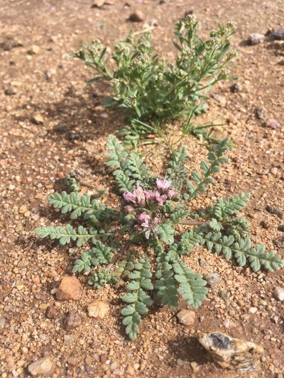 Phacelia arizonica, photographed by Cecelia Alexander