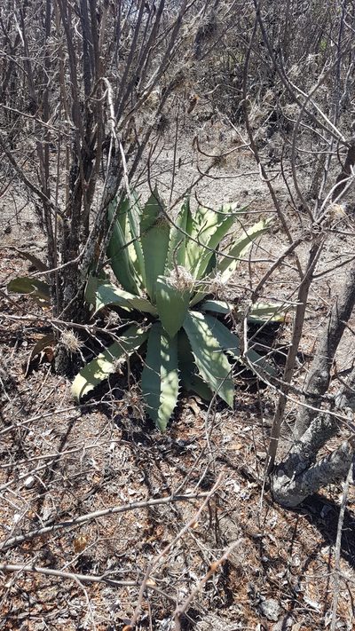 Agave seemanniana, photographed by Eugenio Padilla