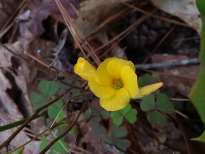 Oxalis colorea, photographed by Will McFarland