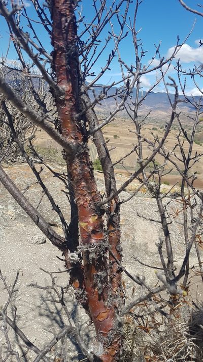 Bursera galeottiana, photographed by Eugenio Padilla