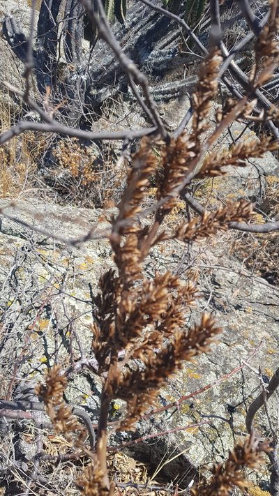 Hechtia pringlei, photographed by Eugenio Padilla