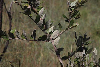 Parinari curatellifolia, photographed by Tony Rebelo