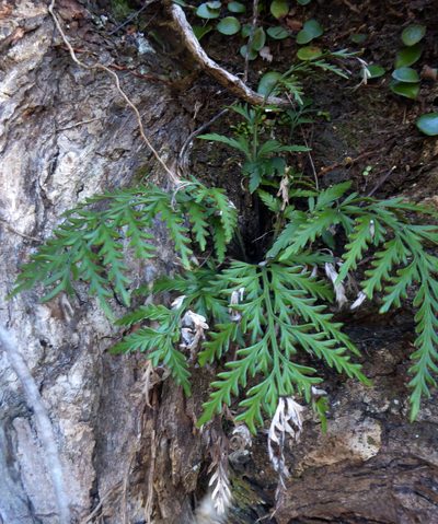 Asplenium haurakiense, photographed by Peter de Lange