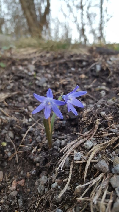Scilla sardensis, photographed by Ingimar