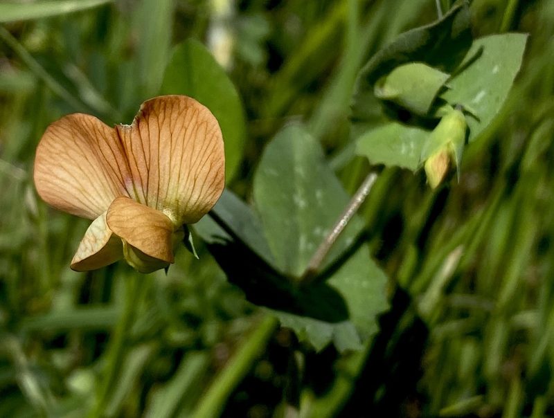 Lathyrus fulvus, photographed by desertnaturalist