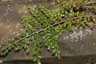 Cotoneaster hjelmqvistii, photographed by Stephen James McWilliam