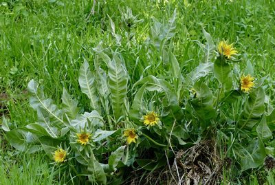 Wyethia helenioides, photographed by Jonathan Curley