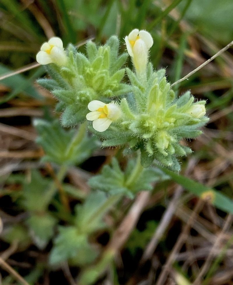 Parentucellia flaviflora, photographed by desertnaturalist